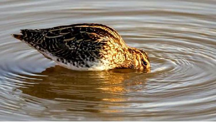 Культурные связи с водой: Искусство охоты в водной среде