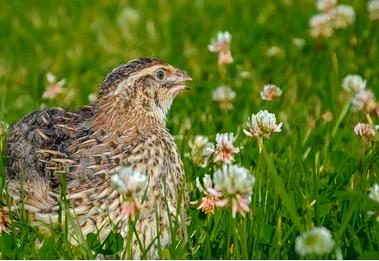 ### Кряква (Anas platyrhynchos)