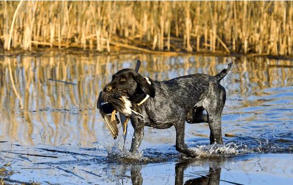 ### Лесные утки: Хозяева лесных водно-болотных угодий